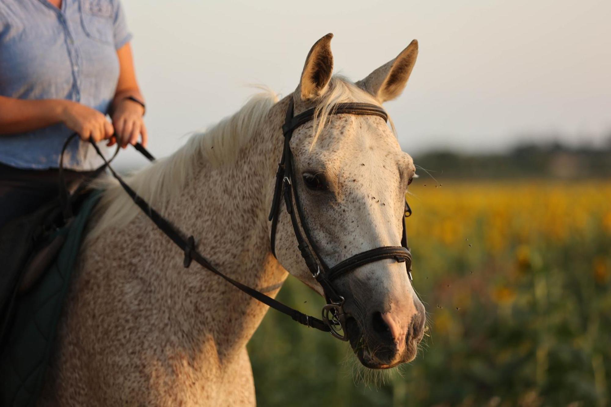 Cal Robusto, Apartament In Masia With Horses Siurana  Экстерьер фото